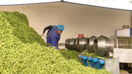 【&ldquo;三抓三促&rdquo;行動進行時】高臺:農產品深加工 賦能鄉村振興